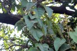 Paulownia tomentosa