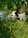 Lilium candidum