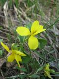 Viola uniflora