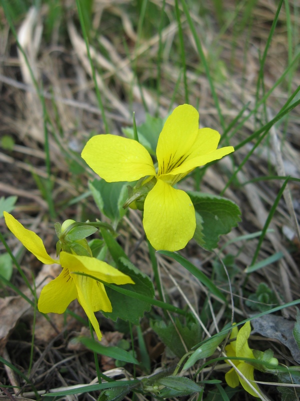 Image of Viola uniflora specimen.