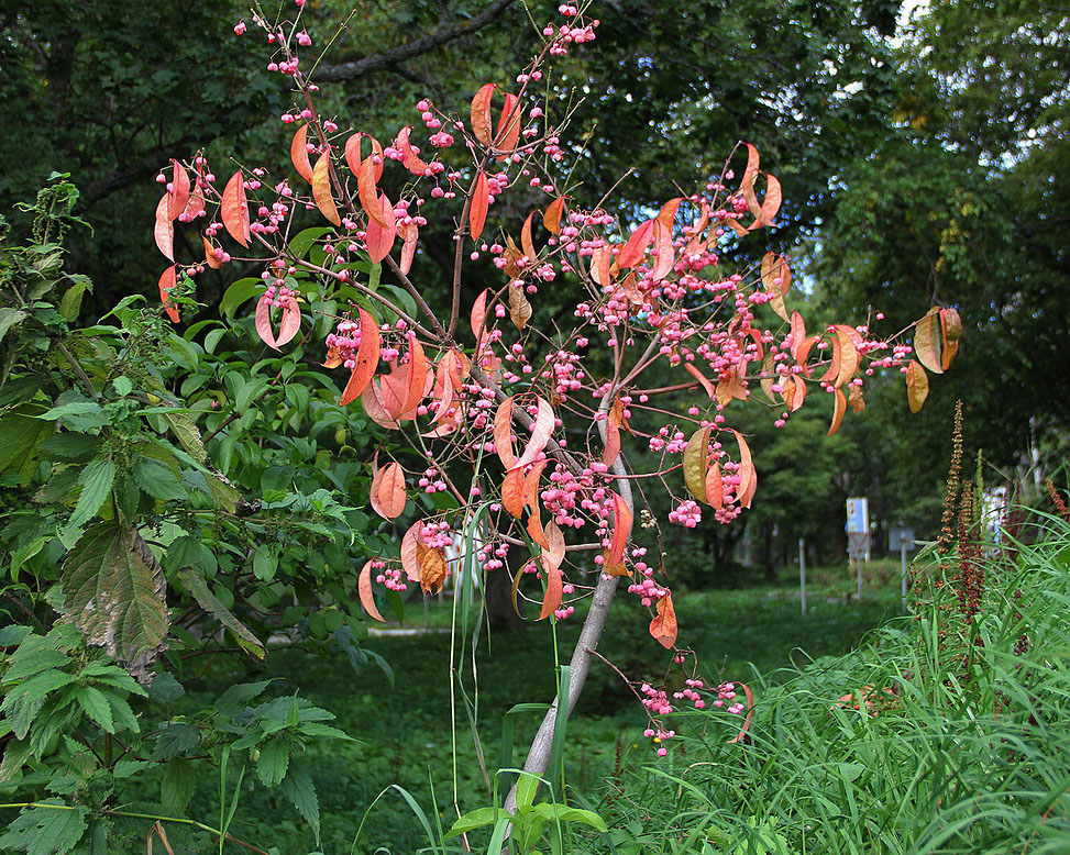 Изображение особи Euonymus sieboldianus.