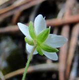 Minuartia verna