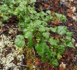 Ribes fragrans