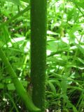 Aralia cordata