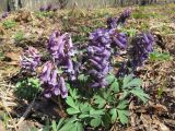 Corydalis solida. Цветущие растения. Ленинградская обл., Кингисеппский р-н, берег р. Хаболовка. 25.04.2010.