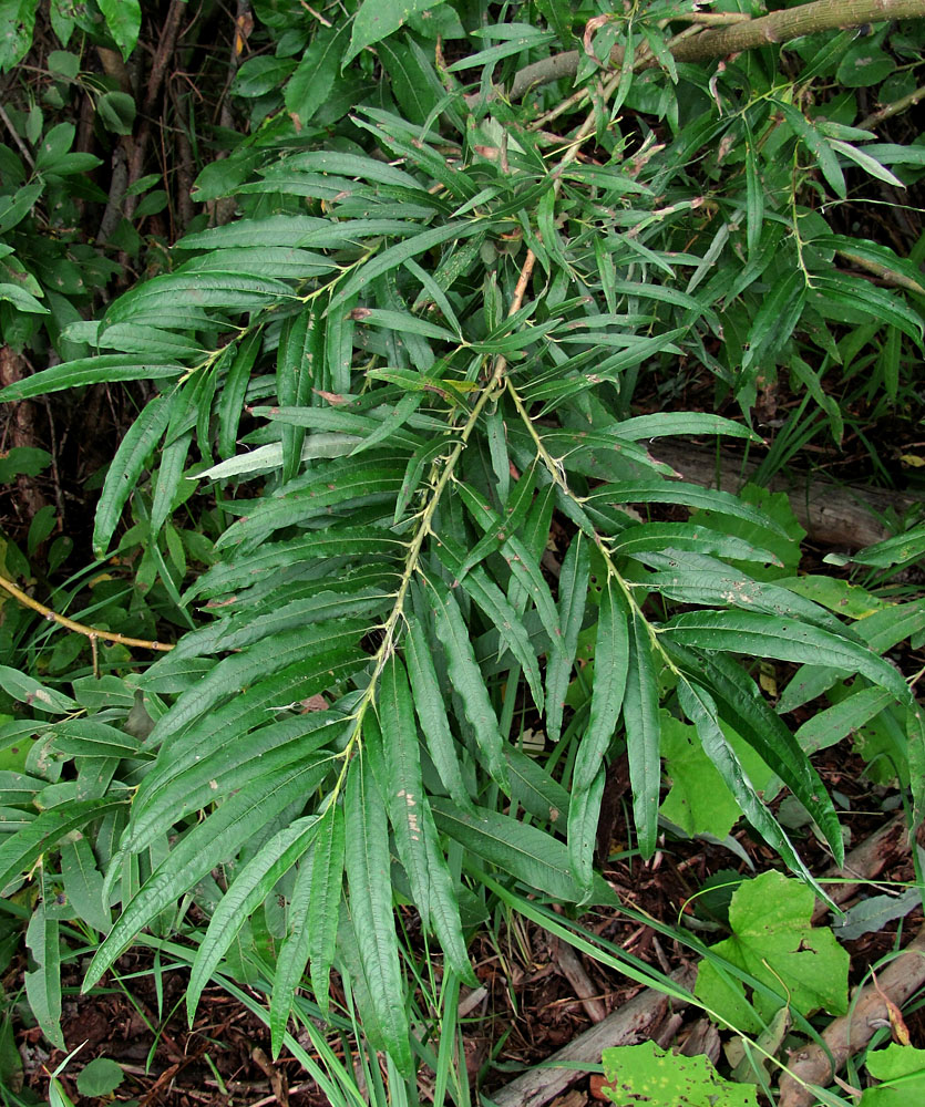 Image of Salix &times; stipularis specimen.