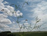 Astragalus austriacus. Верхушка цветущего растения. Белгородская обл., Губкинский р-н, запов. \"Белогорье\", \"Ямская степь\". 14 июня 2009 г.