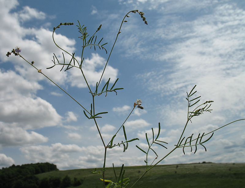 Изображение особи Astragalus austriacus.