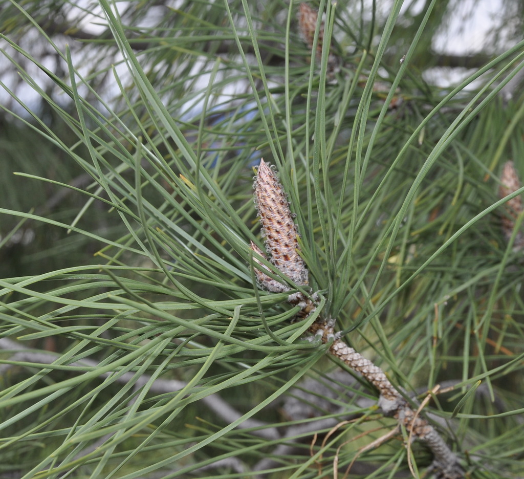 Изображение особи Pinus pinaster.
