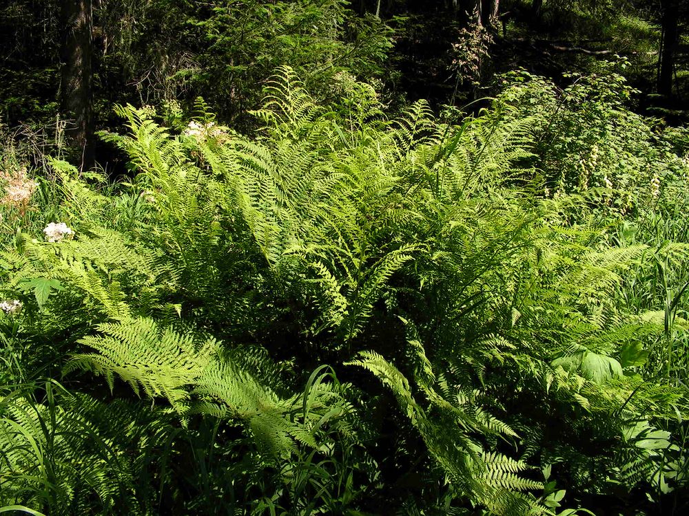 Изображение особи Athyrium monomachii.