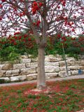 Erythrina lysistemon