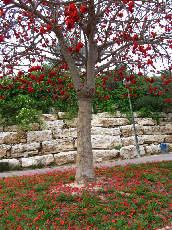 Изображение особи Erythrina lysistemon.