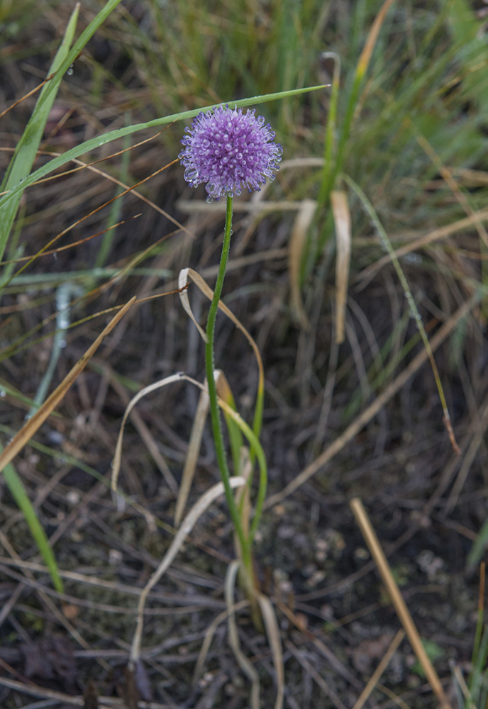 Image of Allium strictum specimen.