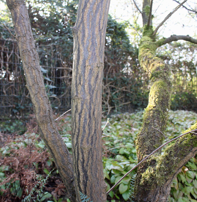 Image of Halesia carolina specimen.