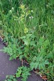 Pastinaca sativa. Расцветающее растение. Орловская обл., национальный парк \"Орловское полесье\". 03.07.2007.