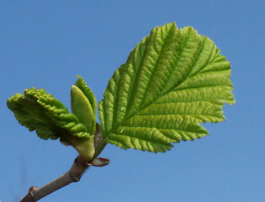 Изображение особи Alnus hirsuta.