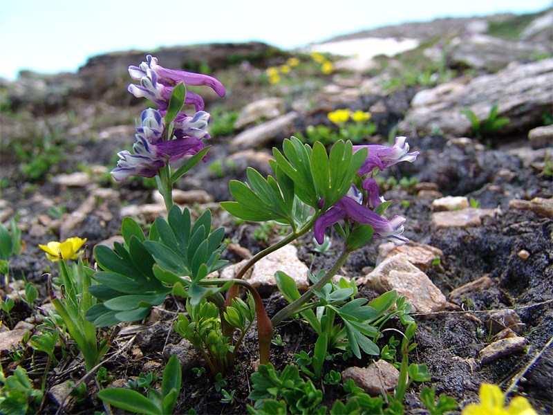 Изображение особи Corydalis conorhiza.