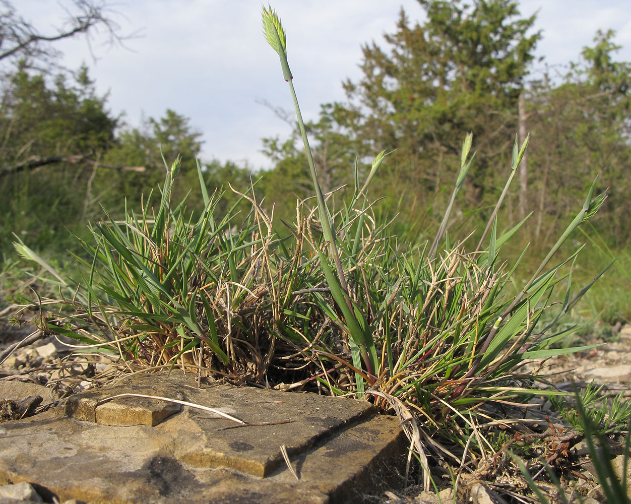 Изображение особи Agropyron pinifolium.