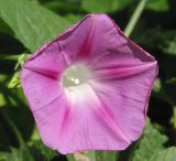 Ipomoea purpurea