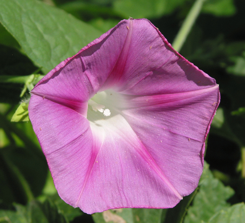 Image of Ipomoea purpurea specimen.