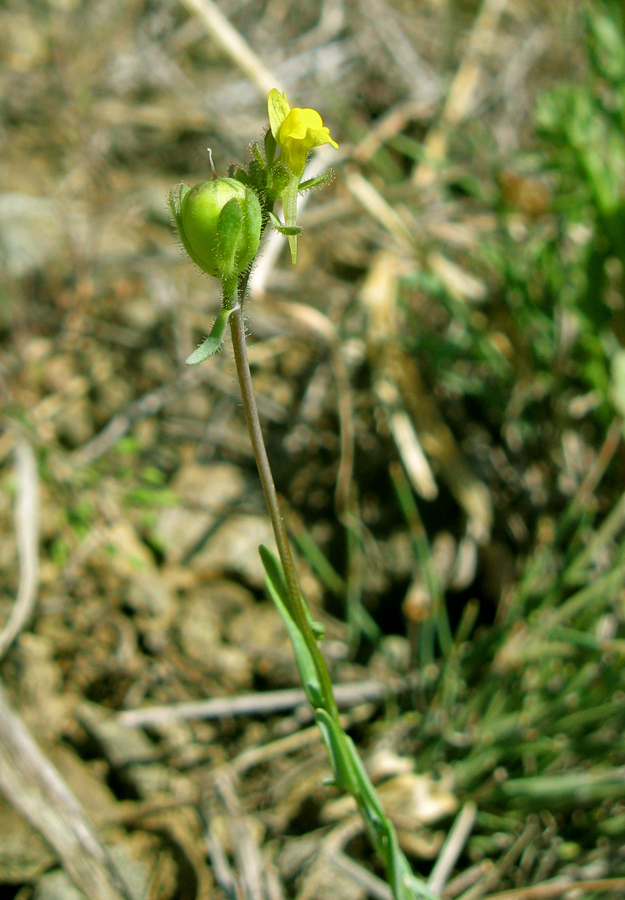 Изображение особи Linaria simplex.