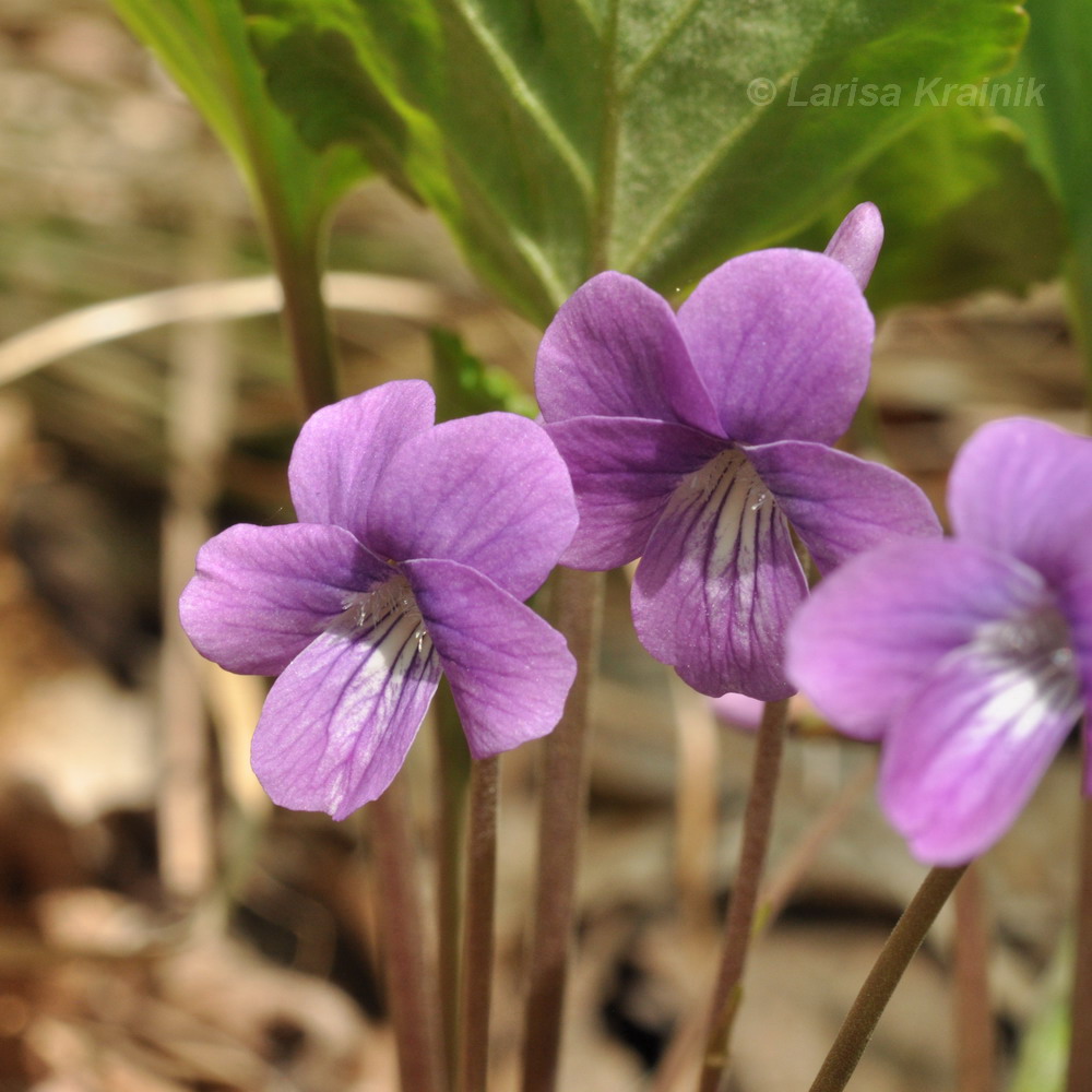 Image of Viola primorskajensis specimen.