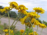 Anthemis tinctoria