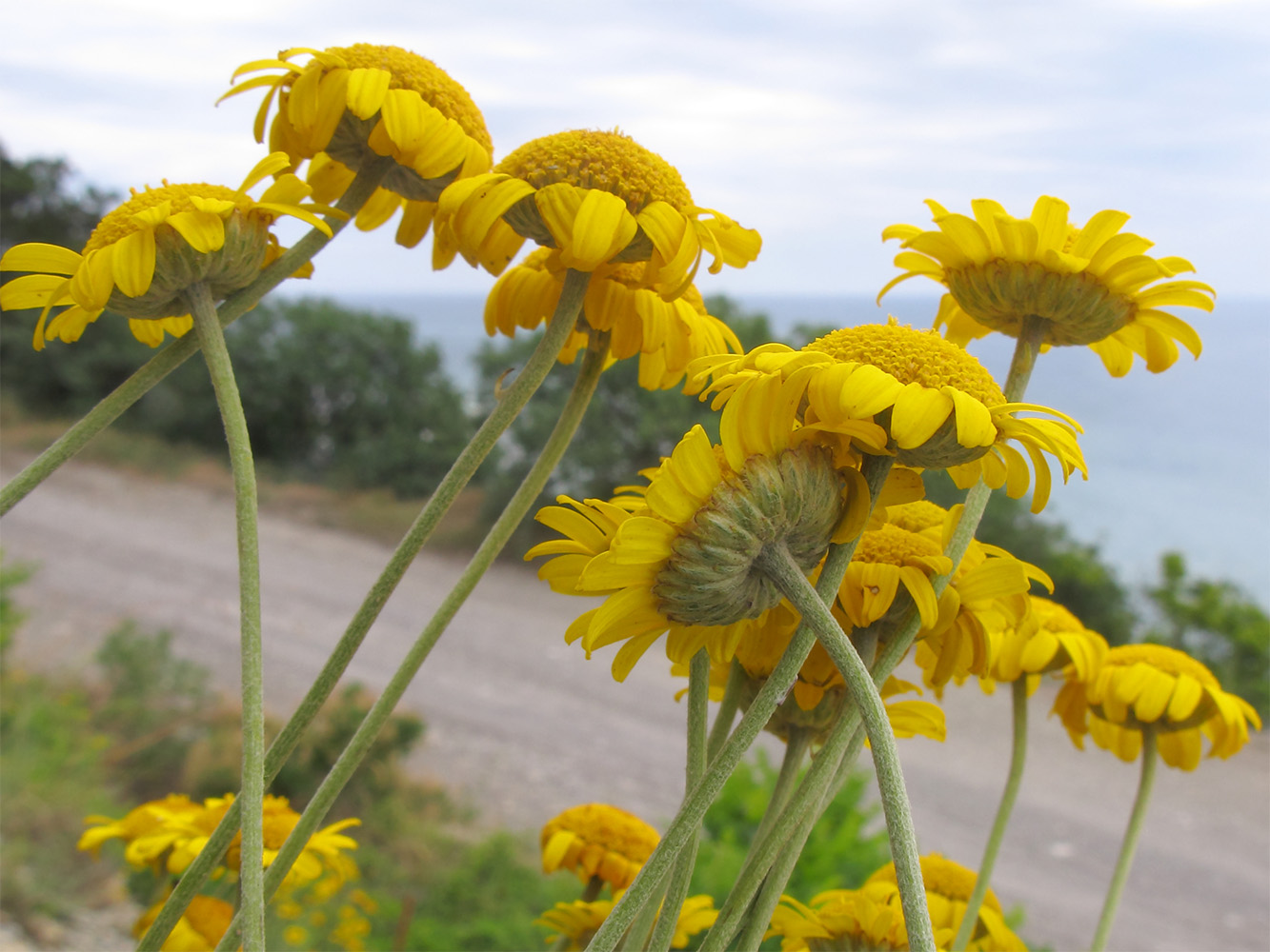 Image of Anthemis tinctoria specimen.