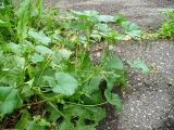 Malva neglecta. Побег цветущего растения. Ставропольский край, г. Кисловодск, по ул. Ф. И. Шаляпина, обочина мощёной дороги (43°54′0,93″ с.ш., 42°43′31,2″ в.д.). 04.06.2014.
