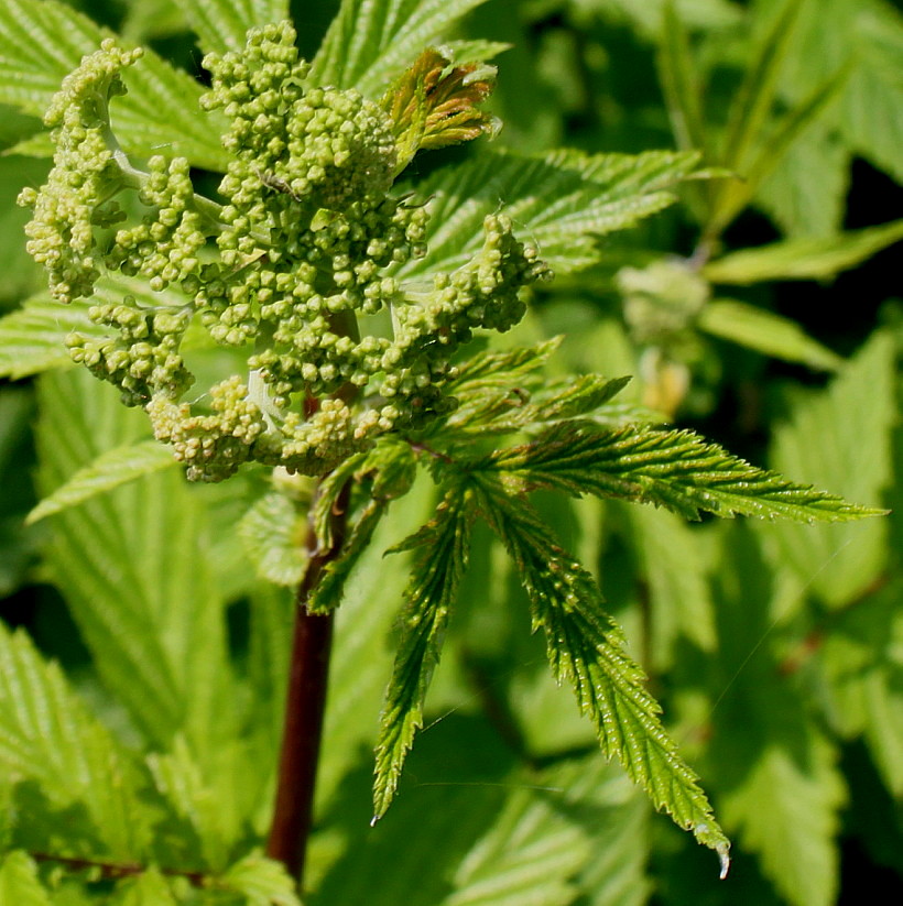 Image of Filipendula ulmaria specimen.