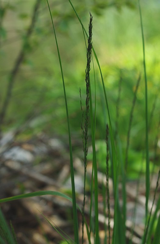 Image of Molinia caerulea specimen.