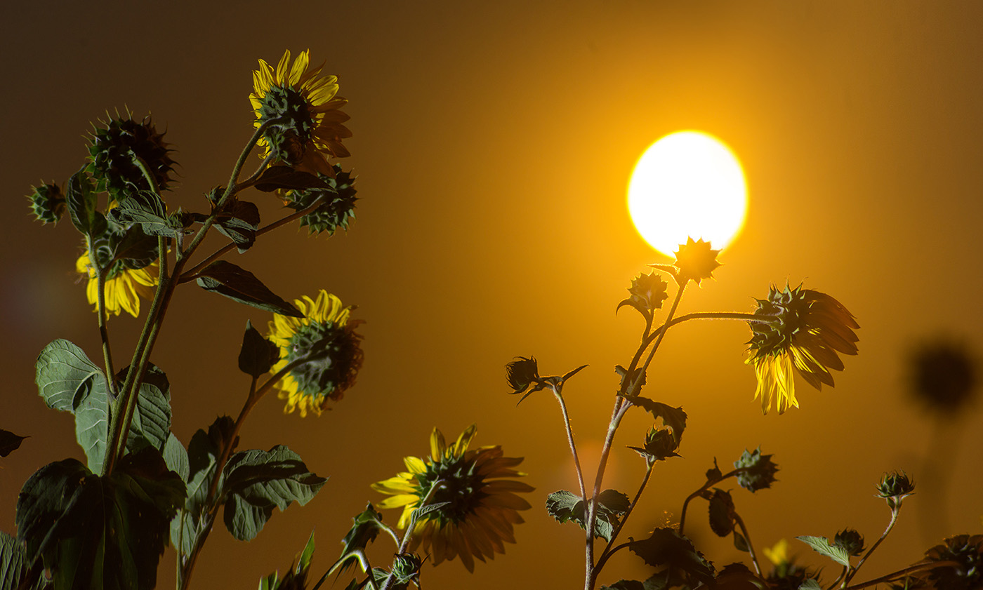 Изображение особи Helianthus lenticularis.