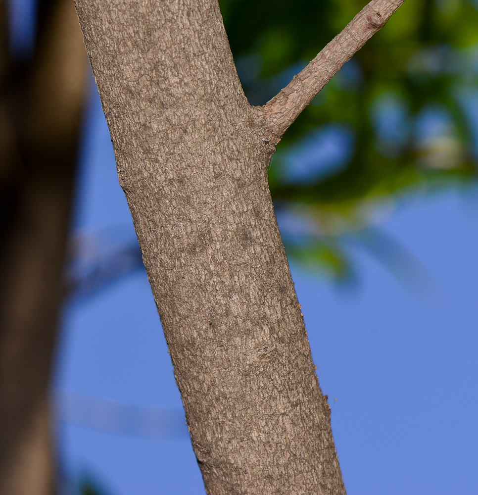 Image of Syzygium jambos specimen.
