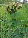 Thalictrum aquilegiifolium