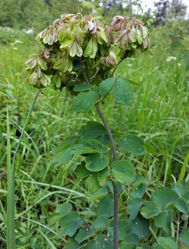 Image of Thalictrum aquilegiifolium specimen.