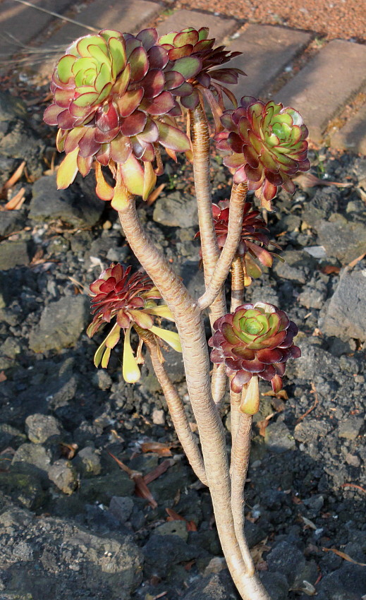 Image of Aeonium arboreum var. atropurpureum specimen.