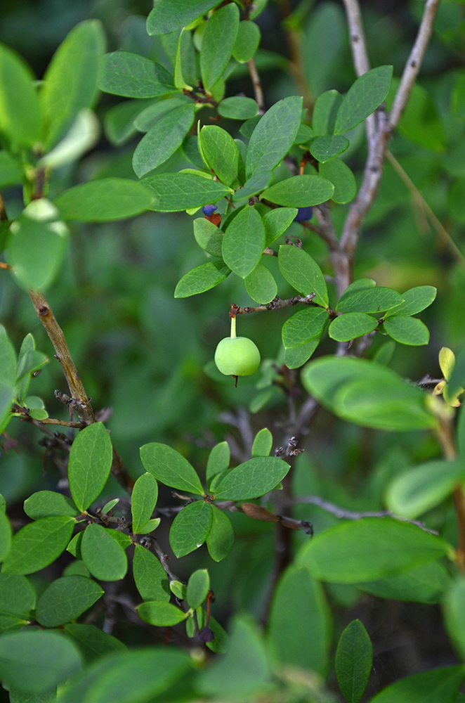 Image of Vaccinium uliginosum specimen.