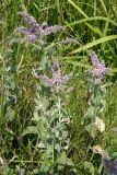 Mentha longifolia