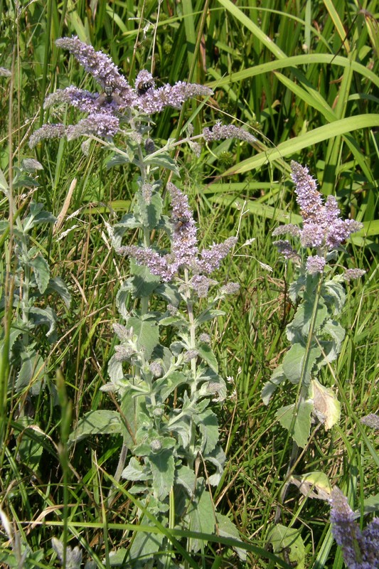 Изображение особи Mentha longifolia.