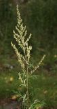 Artemisia vulgaris
