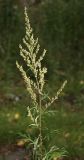 Artemisia vulgaris. Верхушка цветущего растения. Санкт-Петербург, конец августа.