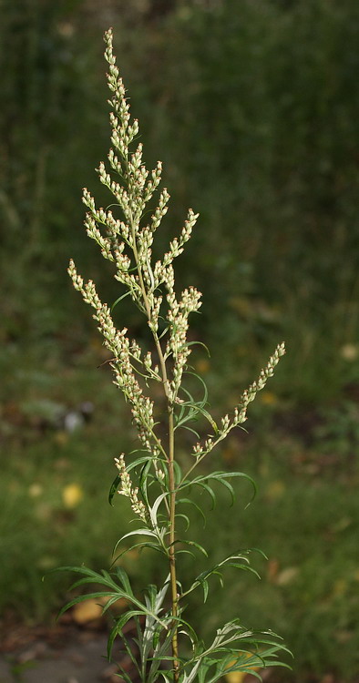 Image of Artemisia vulgaris specimen.