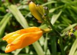 Hemerocallis middendorffii