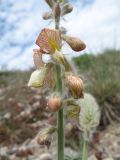 Onobrychis chorassanica