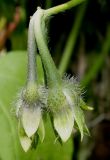 Ipomoea purpurea