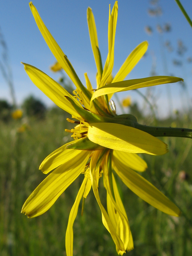 Изображение особи Tragopogon orientalis.