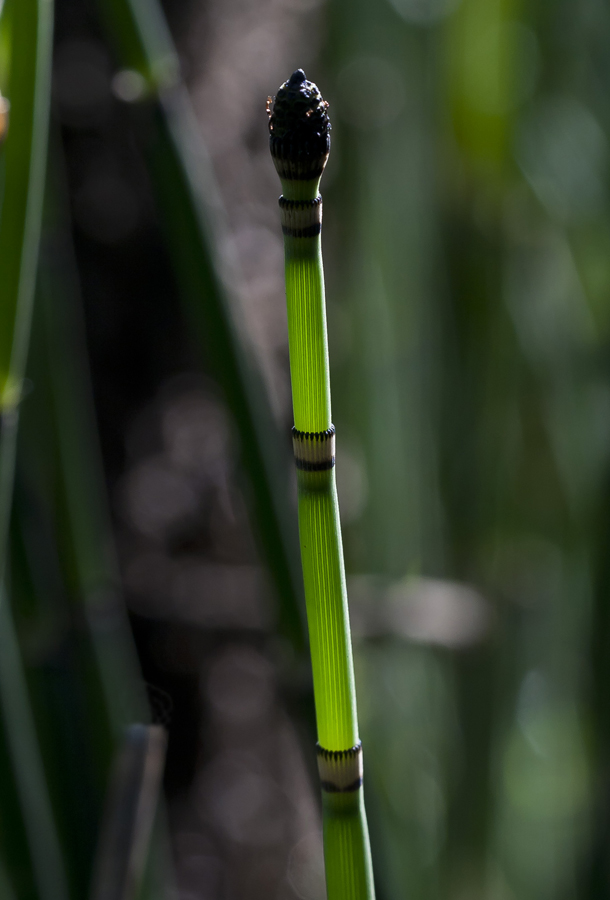 Image of Equisetum hyemale specimen.