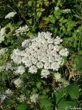 Daucus carota