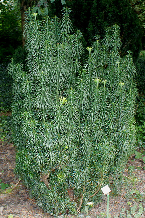 Изображение особи Cephalotaxus harringtonia.