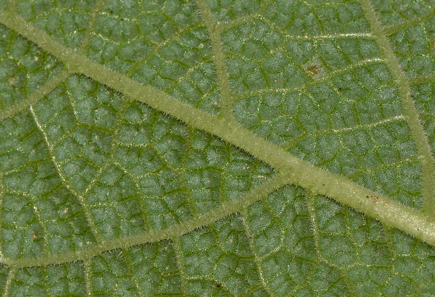 Image of Salvia hierosolymitana specimen.